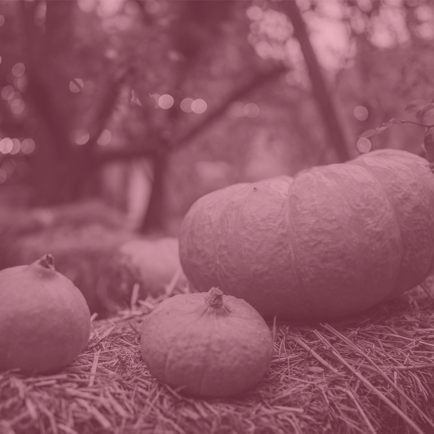 Autumn collection